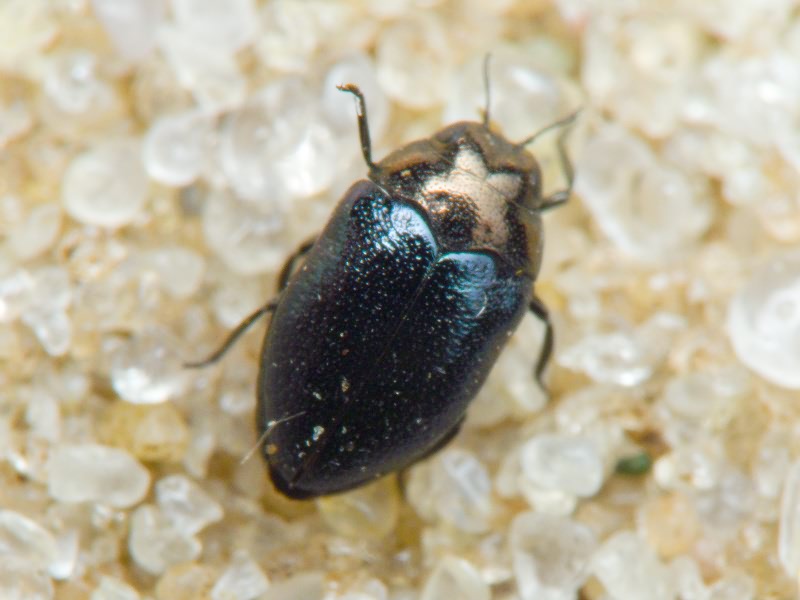 Trachys troglodytes troglodytes Gyllenhal in Schönherr, 1817